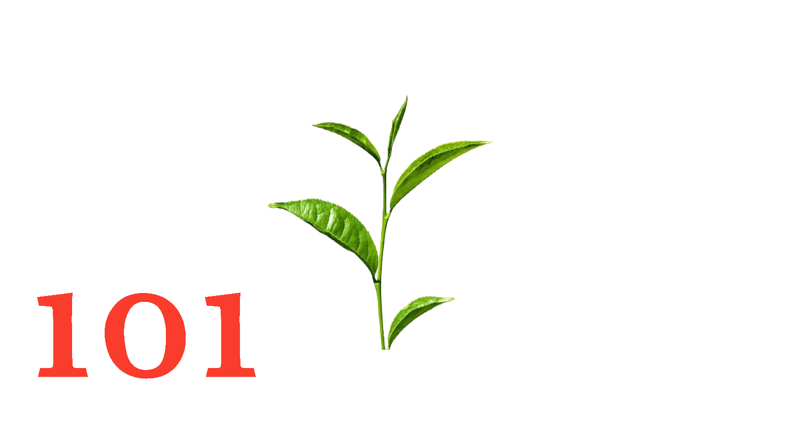 چای سیاه باروتی ممتاز زرین کشور مبدا : سیلان تولید و بسته بندی شده در سیلان Country of Origin Ceylon352.7OZ PESO NETO -10KG NET WEIGHT  Gradf TGOF   STD : 888 Production data 03/2025Expiry data 03/2028